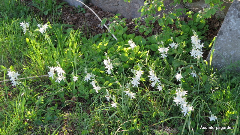 Blommor